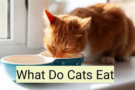 bet hesa cat|what do kittens eat.